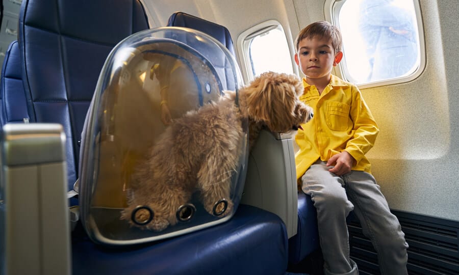 Transporte Aéreo de Pets: Tudo o Que Você Precisa Saber Antes de Embarcar