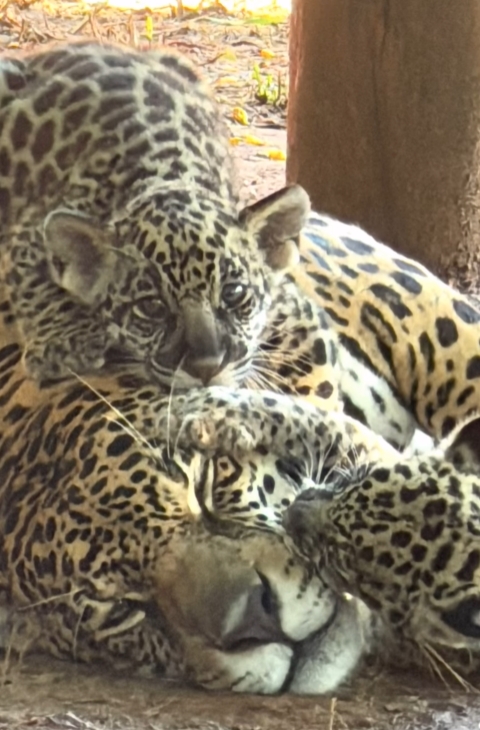 🐾 Onça Nina e seus 2 filhotes são vistos em passeio noturno cheio de fofura