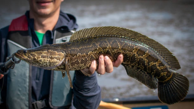 🐍 Espécie invasora nos EUA: o “peixe-cobra” ameaça o ecossistema