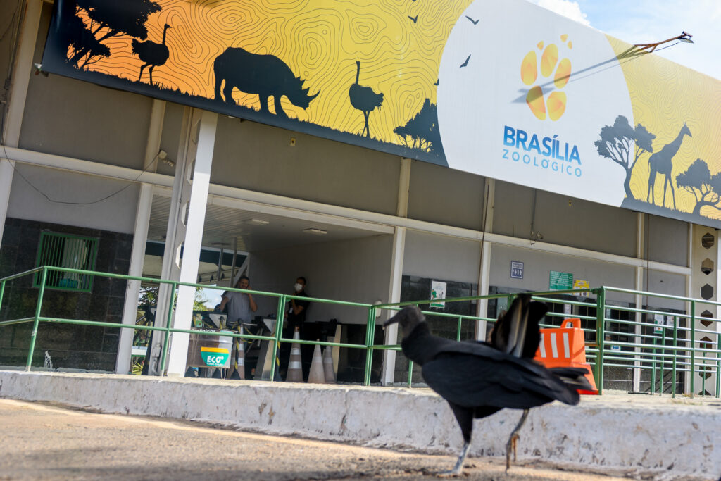 🦆 Um pato encontrado morto no Zoológico de Brasília testou positivo para o vírus H5N1