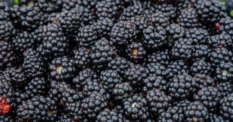Chá de Amora: O Remédio Natural para Sua Saúde que Você Precisa Conhecer