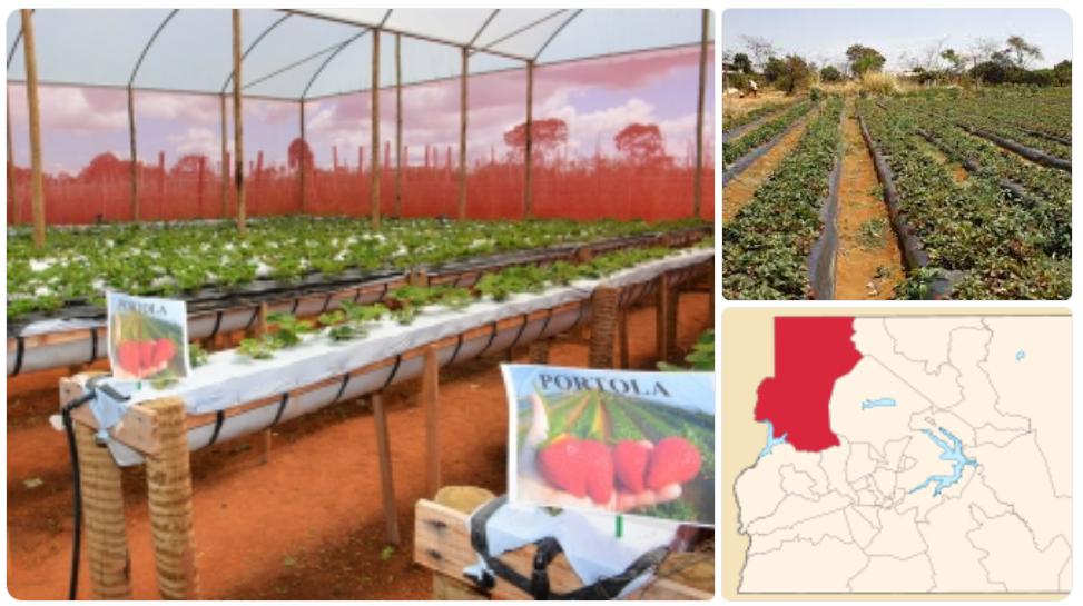 Agricultura local: Brazlândia se destaca no abastecimento de hortaliças e morangos