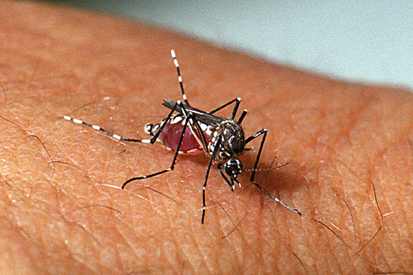 📍 Combate à Dengue e Saúde Pública